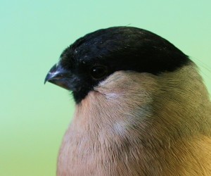 Camachuelo nórdico hembra ancestral