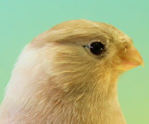 Camachuelo nórdico hembra bruno pastel