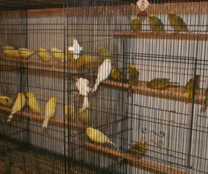 Aviario