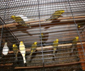 Aviario