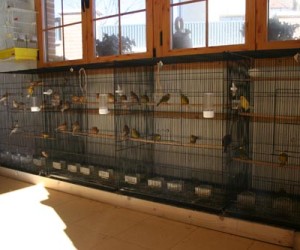 Aviario
