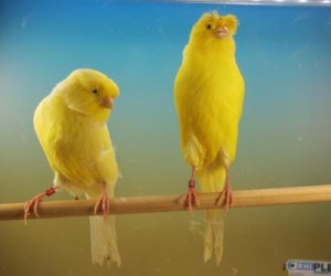 Lancashire pareja