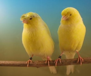 Lancashire pareja