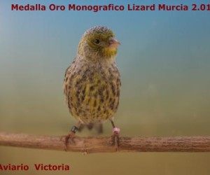 Lizard plata